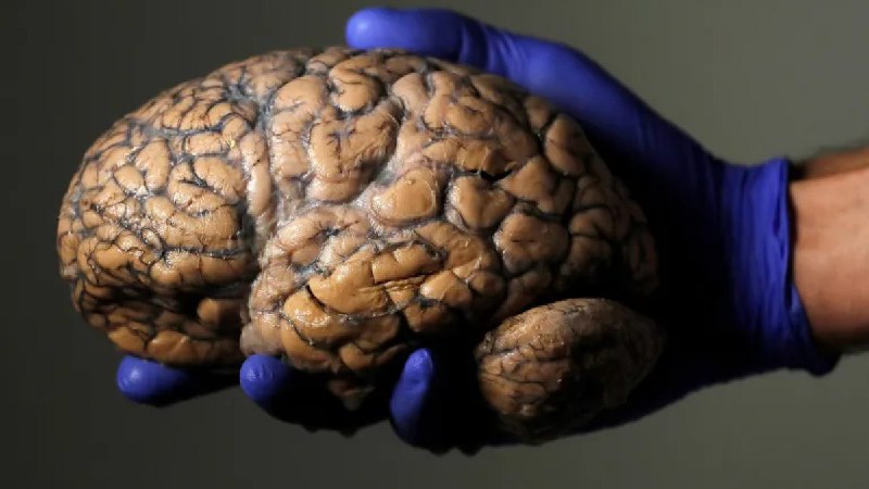 青春期会持续到32岁吗？科学家揭示大脑的五个发展阶段